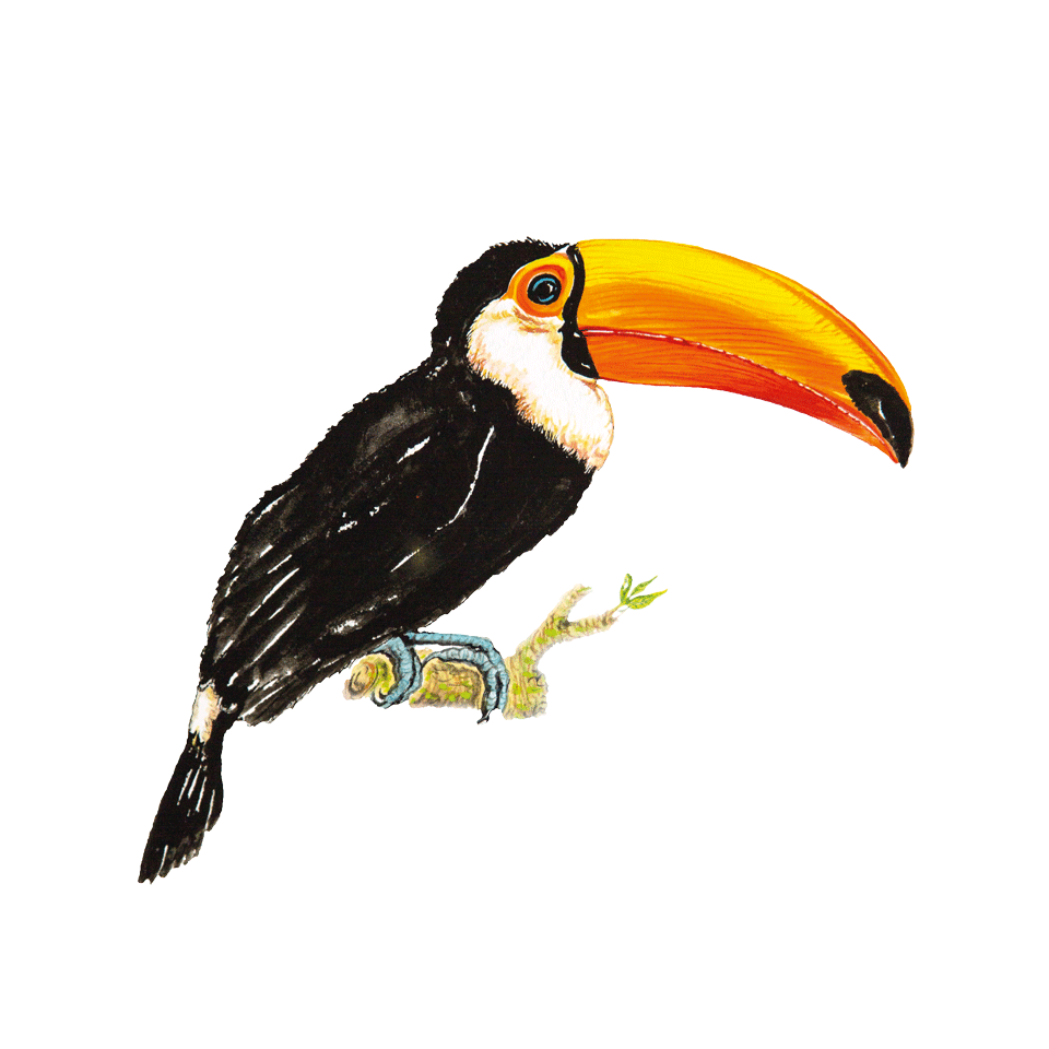 Toucan bird icon