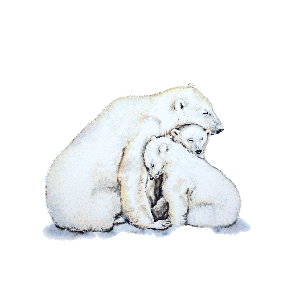 polar bears icon